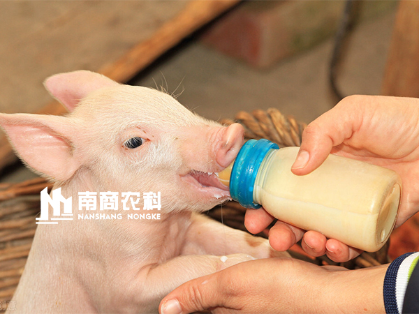 智能精準(zhǔn)飼喂，母豬采食量、泌乳量飛速提升，豬場執(zhí)行力增強(qiáng)！