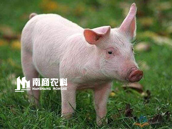 現(xiàn)代規(guī)?；i場(chǎng)設(shè)計(jì)與管理，場(chǎng)長(zhǎng)必修課！