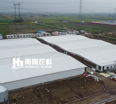南商農(nóng)科：江蘇常州規(guī)模70000頭育肥豬場(chǎng)