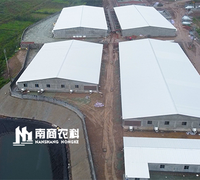 南商農(nóng)科：湖北廣水規(guī)模1200頭母豬場(chǎng)