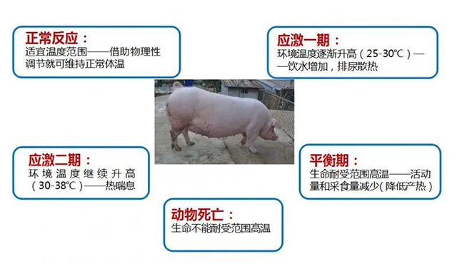 夏至|養(yǎng)豬人應該注意以下8點，減少豬只應激反應