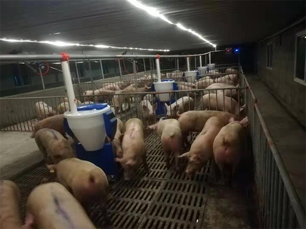 夏季高溫來(lái)襲，飼料易變質(zhì)，干料與粥料到底哪種好？