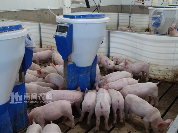 哪個(gè)牌子的粥料器喂豬好？
