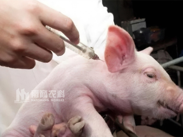 秋冬季養(yǎng)豬口蹄疫怎么做預(yù)防效果最好？