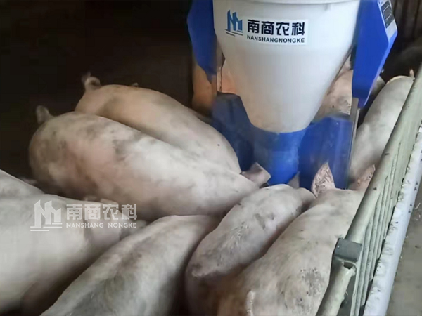 傳統(tǒng)料槽VS智能粥料器，養(yǎng)豬效益能否”彎道超車(chē)“？