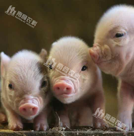 如何讓仔豬贏在起跑線？