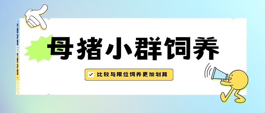比較與限位飼養(yǎng)的優(yōu)劣，母豬小群飼養(yǎng)更加劃算