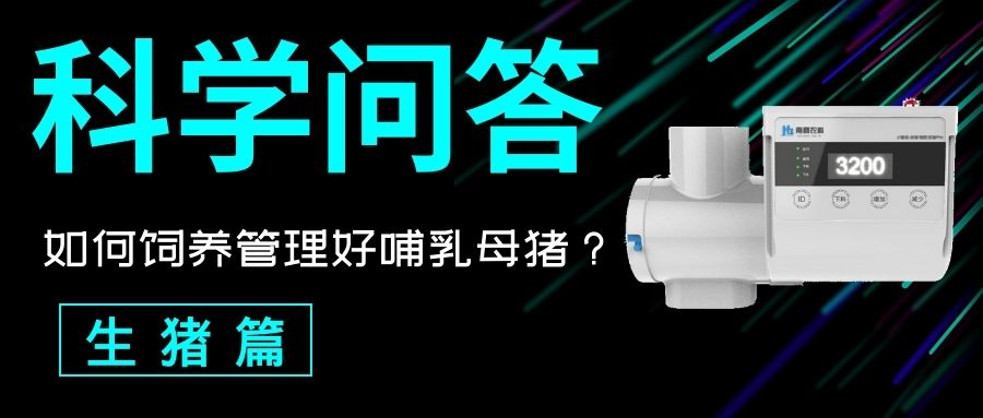 科普問答 生豬篇：如何飼養(yǎng)管理好哺乳母豬？