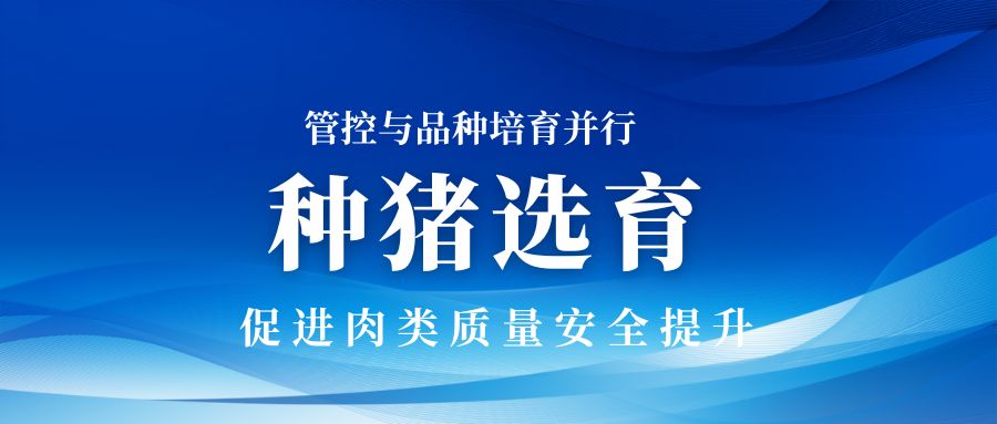 管控與品種培育并行：種豬選育推動肉類質(zhì)量安全的進(jìn)步