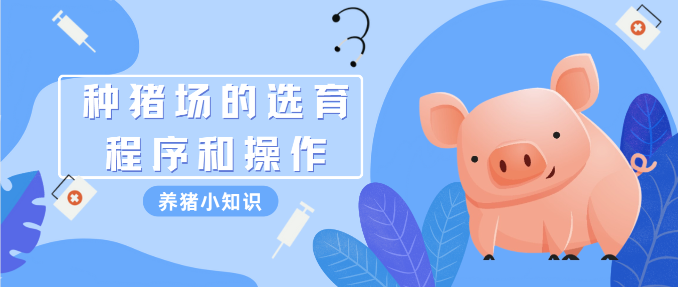 種豬場選育流程中關(guān)鍵的操作環(huán)節(jié)和注意事項