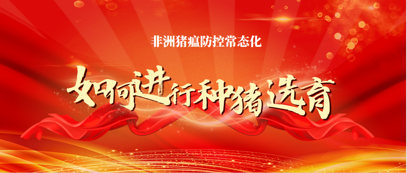 非洲豬瘟防控常態(tài)化下如何進(jìn)行種豬選育？這幾點(diǎn)很重要