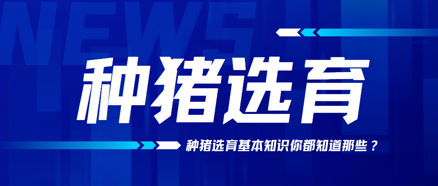 種豬選育的基本知識(shí)，你都知道嗎？